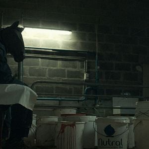 Bilder Anonymous Animals