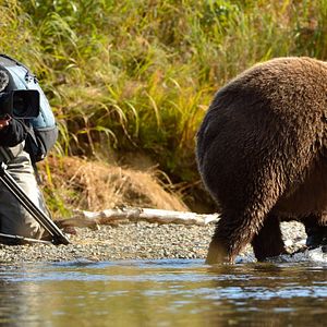 Bilder Der Bär in mir