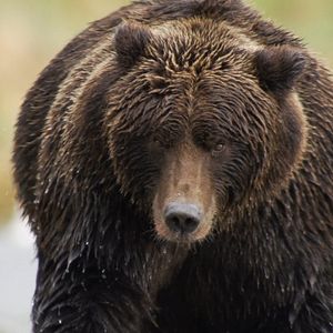 Bilder Der Bär in mir