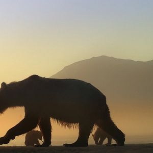 Bilder Der Bär in mir