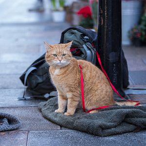Bilder Ein Geschenk von Bob