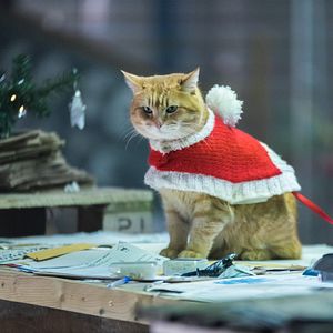 Bilder Ein Geschenk von Bob