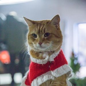 Bilder Ein Geschenk von Bob