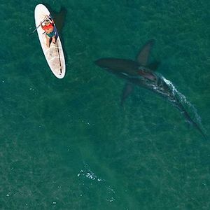 Bilder Shark Season - Angriff aus der Tiefe