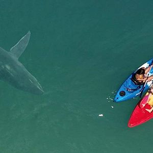 Bilder Shark Season - Angriff aus der Tiefe