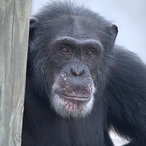 Bilder Triff die Schimpansen