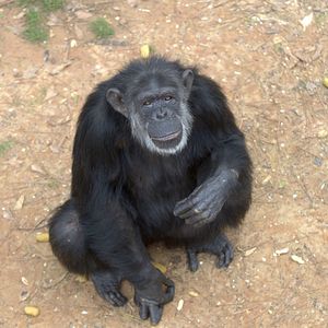 Bilder Triff die Schimpansen