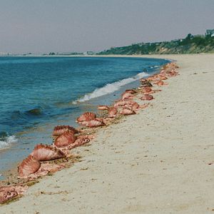 Bilder The Beach House