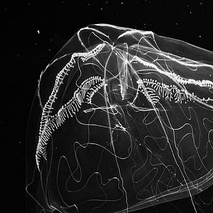 Bilder Das perfekte Schwarz