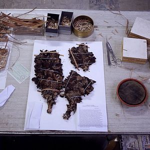 Bilder Homo Botanicus