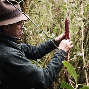 Bilder Homo Botanicus