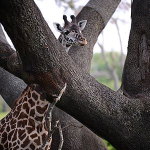 Bilder Magic of Disney's Animal Kingdom