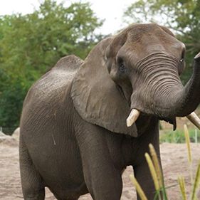 Bilder Magic of Disney's Animal Kingdom