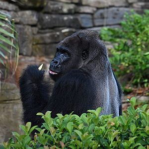 Bilder Magic of Disney's Animal Kingdom