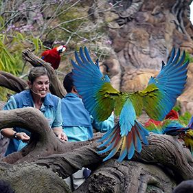 Bilder Magic of Disney's Animal Kingdom