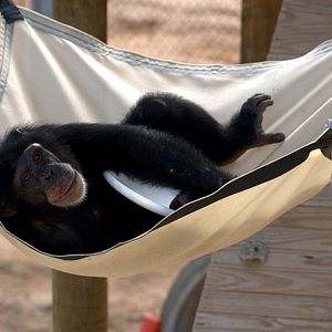 Bilder Triff die Schimpansen