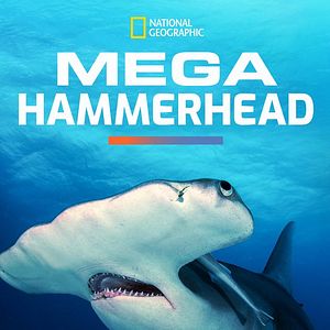 Bilder Hammerhaie hautnah