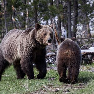 Bilder On The Wild Side - Gegen die weltweite Jagd