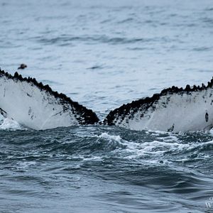 Bilder On The Wild Side - Gegen die weltweite Jagd