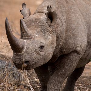 Bilder On The Wild Side - Gegen die weltweite Jagd