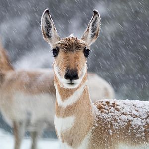 Bilder On The Wild Side - Gegen die weltweite Jagd