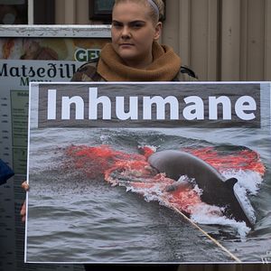 Bilder On The Wild Side - Gegen die weltweite Jagd