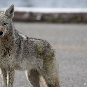 Bilder On The Wild Side - Gegen die weltweite Jagd