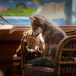 Bilder Der Wolf und der Löwe