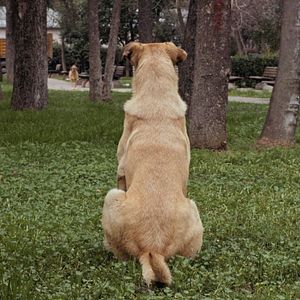 Bilder Streuner - Unterwegs mit Hundeaugen