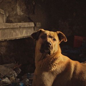 Bilder Streuner - Unterwegs mit Hundeaugen