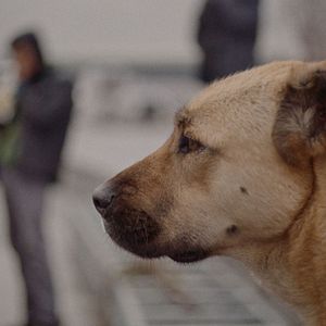 Bilder Streuner - Unterwegs mit Hundeaugen