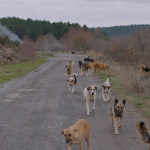 Bilder Streuner - Unterwegs mit Hundeaugen
