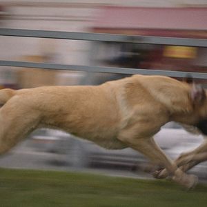 Bilder Streuner - Unterwegs mit Hundeaugen