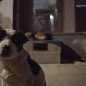 Bilder Streuner - Unterwegs mit Hundeaugen