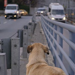 Bilder Streuner - Unterwegs mit Hundeaugen