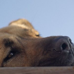 Bilder Streuner - Unterwegs mit Hundeaugen