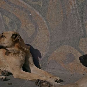 Bilder Streuner - Unterwegs mit Hundeaugen