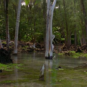 Bilder Rock Bottom Riser