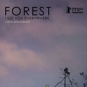 Bilder Forest - I See You Everywhere