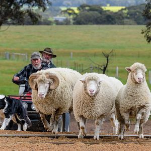 Bilder Besser wird's nicht