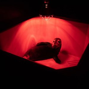 Bilder Fra det vilde hav