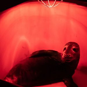 Bilder Fra det vilde hav