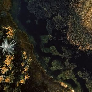 Bilder Der wilde Wald - Natur Natur sein lassen