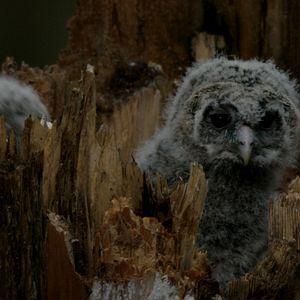 Bilder Der wilde Wald - Natur Natur sein lassen