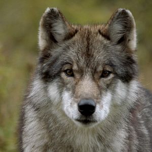 Bilder Der wilde Wald - Natur Natur sein lassen