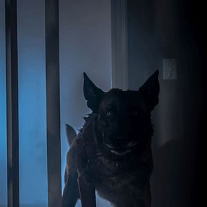 Bilder Growl - Er riecht deine Angst