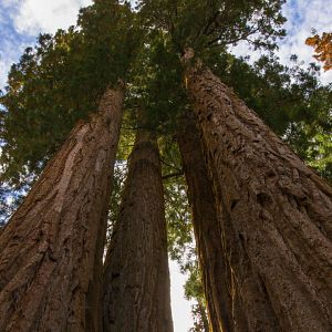 Bilder Our1Planet Presents: The Giant Sequoias