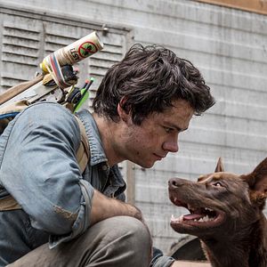 Bilder Dylan O'Brien