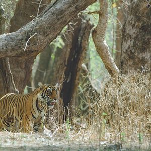 Bilder Das Leben in Farbe mit David Attenborough