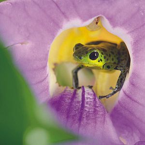 Bilder Das Leben in Farbe mit David Attenborough